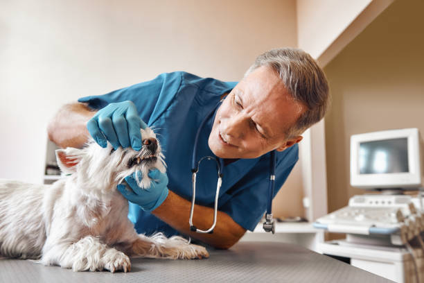  Lexington, TN Emergency Dentist Pros